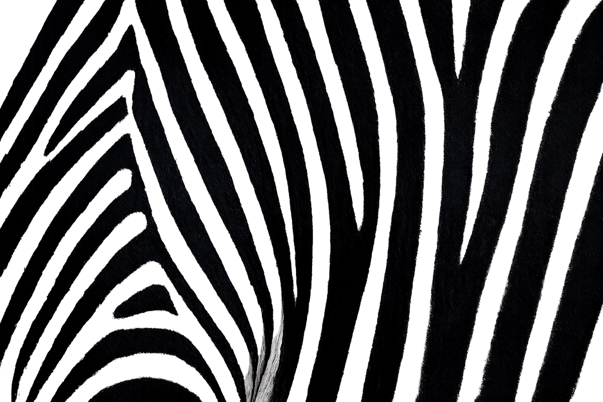 zebra_stripes_transparent_1200_optimized